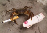 申请FDD，别总拿TD-LTE做挡箭牌！